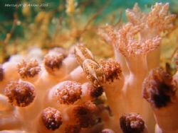 Title: Humpback Coral Shrimp
Cam: Sony T-900
Housing: S... by Marcus Yee 